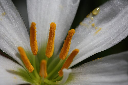 Pollen ©Flickr robynejay Pollen ©Flickr robynejay